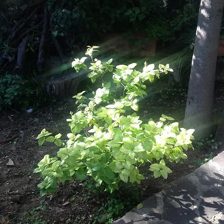 Il Giardino Di Silvia Bed & Breakfast *
